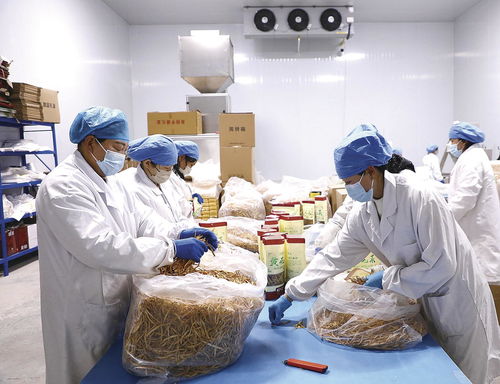 环县企业订单飘红赋能新春经济 农产品成“硬核年货”