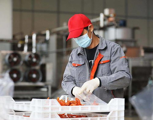 广西融安 红薯飘香脱贫路，加工增值产业兴