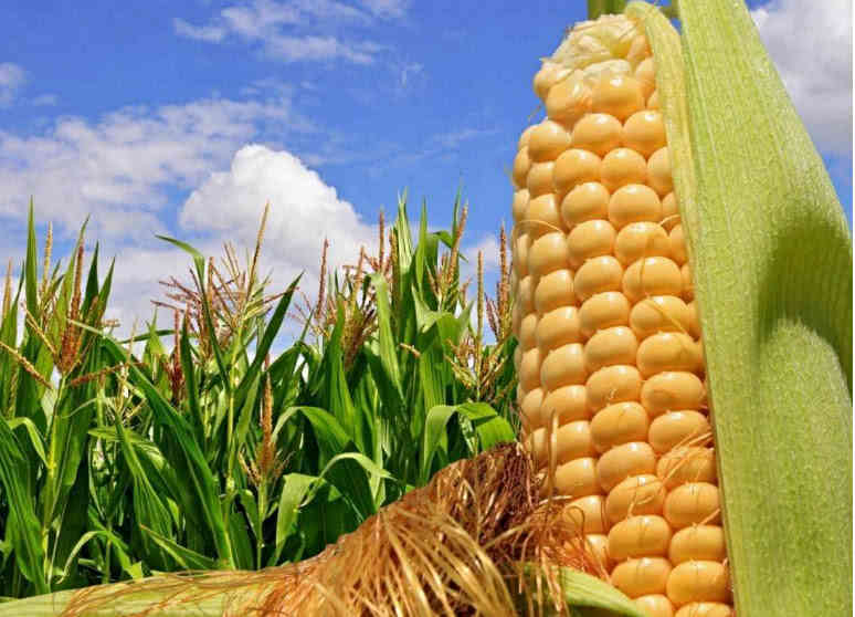 美国亿吨农产品滞销的警示 贸易摩擦下的农业困局